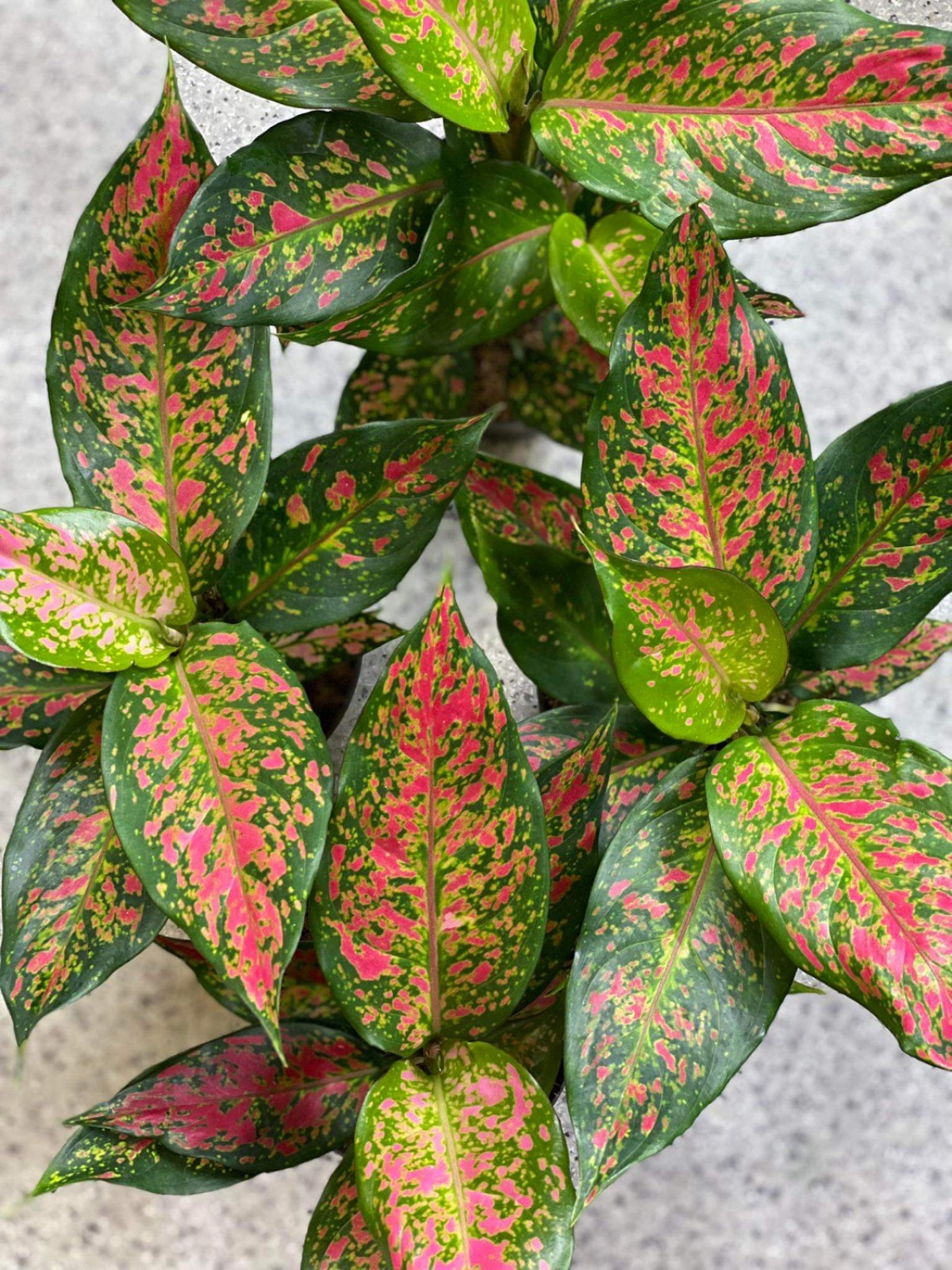 aglaonema